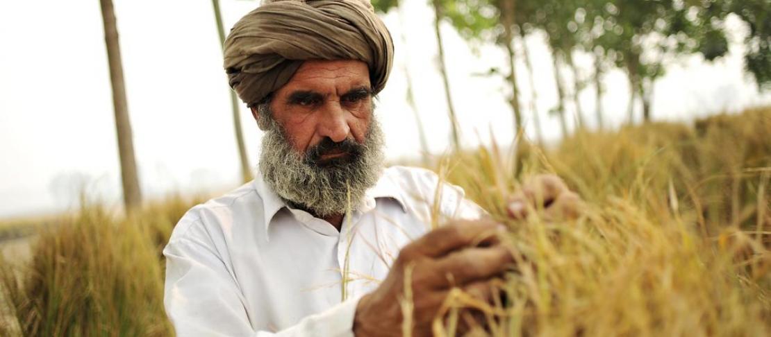 Rice farmer, SE Punjab, India.