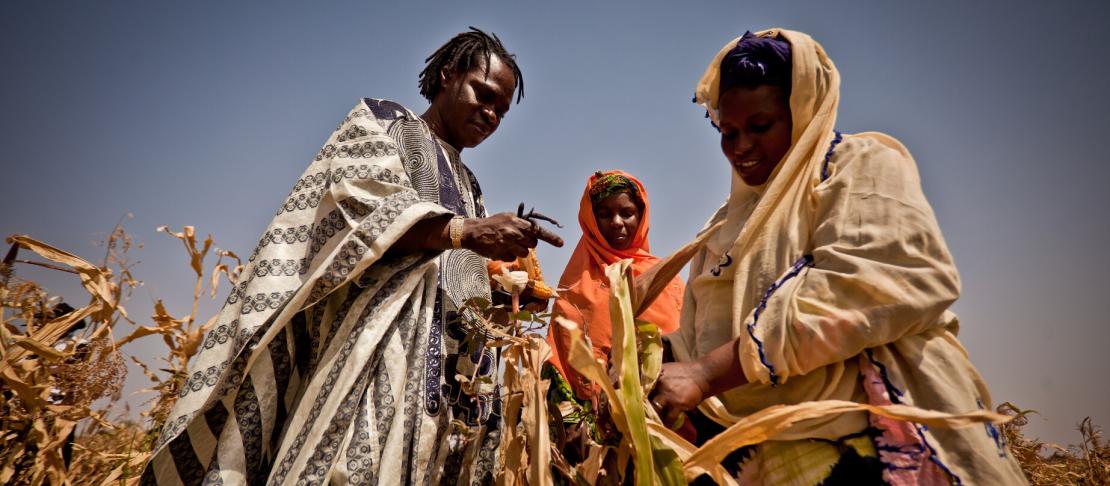 Baaba Maal inspects failed corn crops in Mauritania