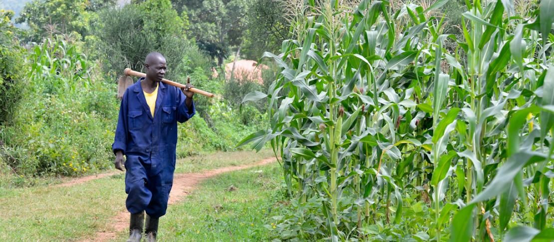 A maize farmer in Kisumu, Kenya, who has signed up to receive text messages from the CIAT-led Africa Soil Information Service (AfSIS)
