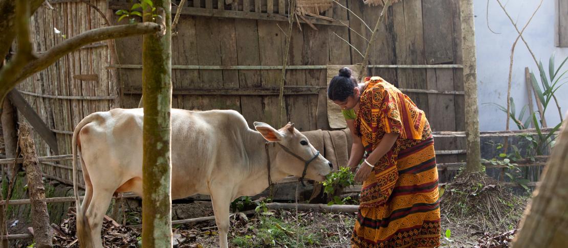 Banalata Das, a shrimp farmer feds her cow at the family home. Khulna, Bangladesh.