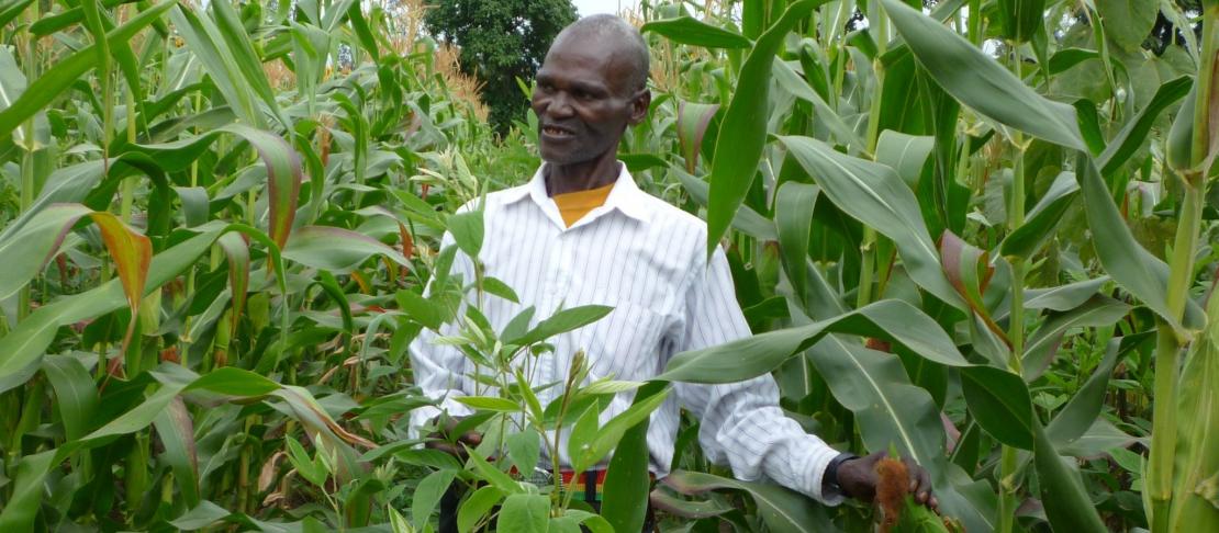 Smallholder farmers’ field day held at Kilimanjaro region, Tanzania | Farmer practising maize-pigeonpea intercropping with encouragement from the Mungushi church.