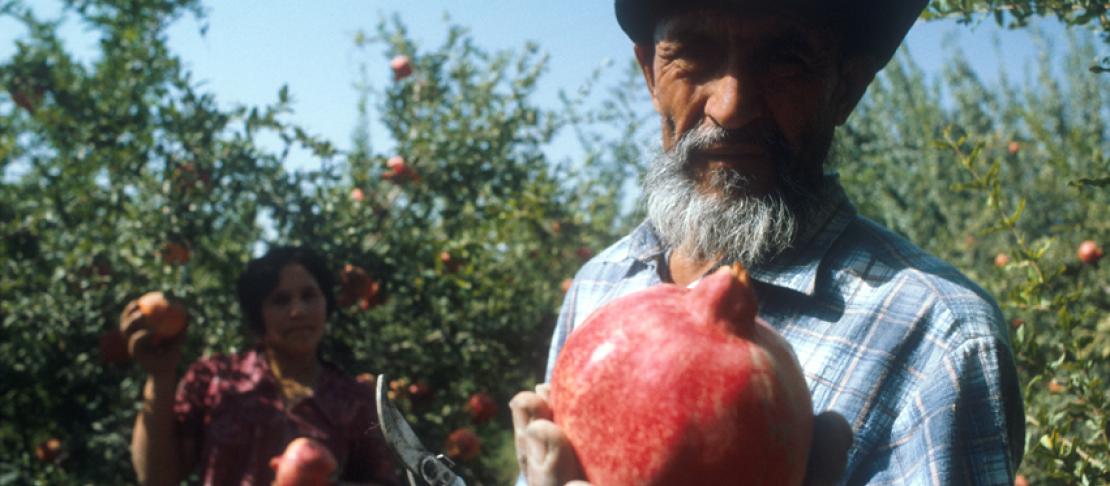 Man in pomegranate field, Tajikistan. Source: https://www.flickr.com/photos/worldbank/1108349026/