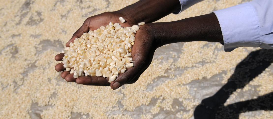 Maize, Kenya. Source: https://www.flickr.com/photos/ciat/6263006204/in/photostream