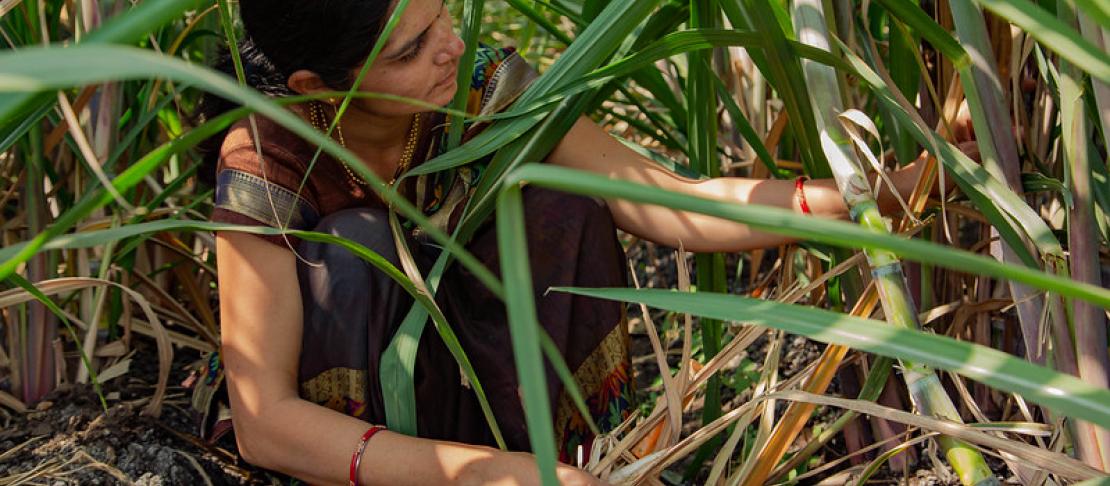 Woman examines crops. 
