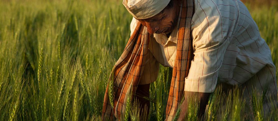 An Indian farmer wearing a red and orange scarf and a white hat leans over in a wheat field at sunset.