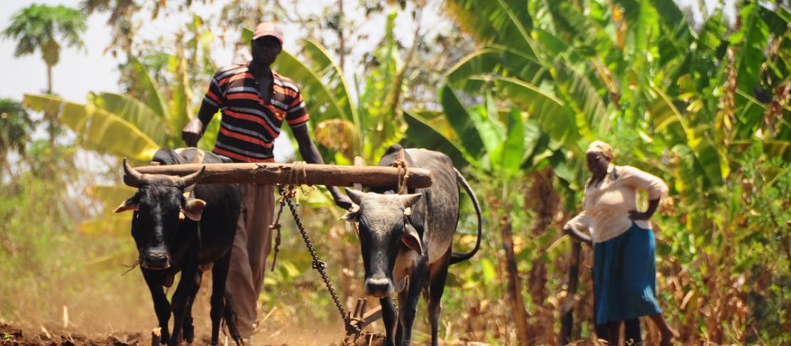 Farmer from Kenya working in the field with his cattle