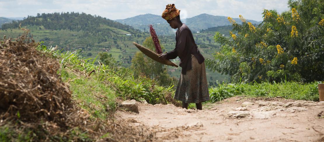 A Rwanda woman in a long skirt tosses beans in a flat-shaped basket against a landscape of green hills.