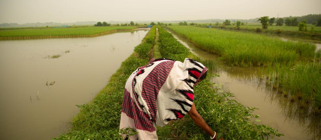 A farmer picks chili peppers from plants located on the embankment between aquaculture ponds in Rajapur, Bangladesh. Photo credit Jacquelyn Turner, IRI.