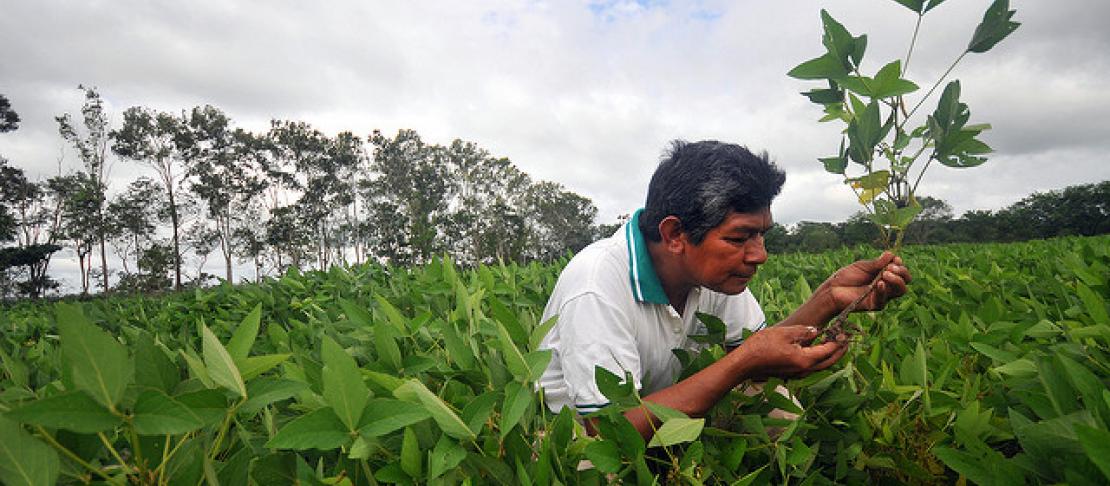 Climate change resilient agriculture that contributes to food and