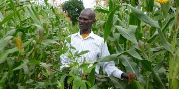 Smallholder farmers’ field day held at Kilimanjaro region, Tanzania | Farmer practising maize-pigeonpea intercropping with encouragement from the Mungushi church.