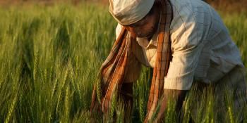 An Indian farmer wearing a red and orange scarf and a white hat leans over in a wheat field at sunset.