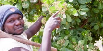 Farmer Hady TRAORE from Mandela village in Sikasso, Mali, with a flowering cashew tree