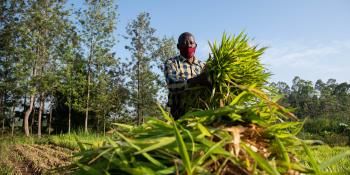 SMEs and inclusive business models are key to Africa's Green Revolution