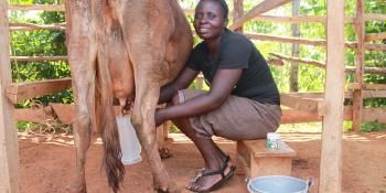Woman milking a cow