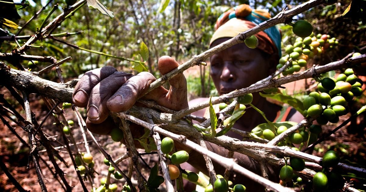Coffee & climate change, a roundup story