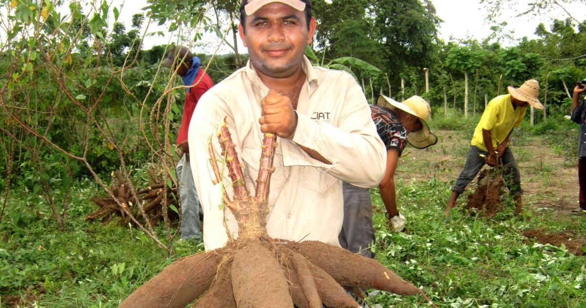 What Relationship Does Cassava Starch Have With Precipitation