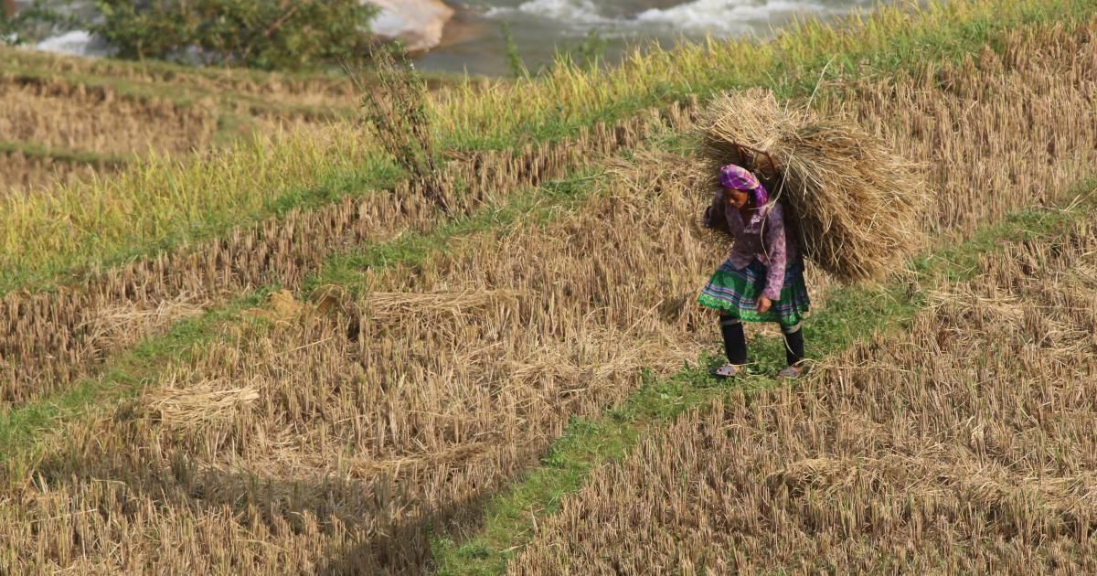 Working towards sustainable rice straw management in Vietnam