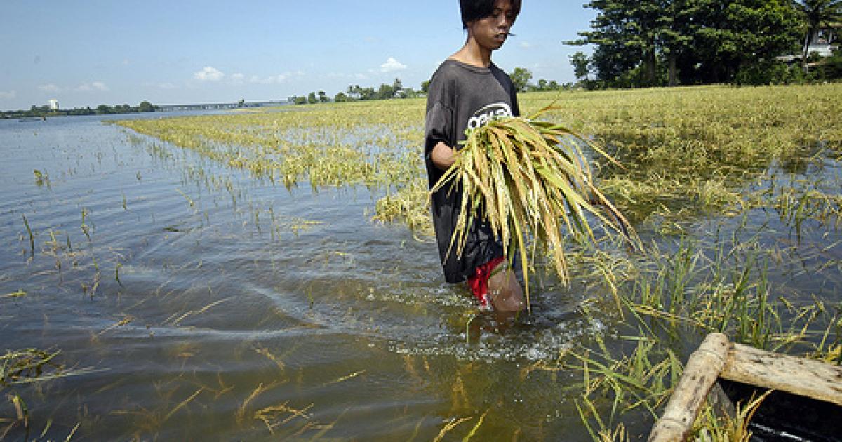 Evaluating new rice varieties that better sustain floodings